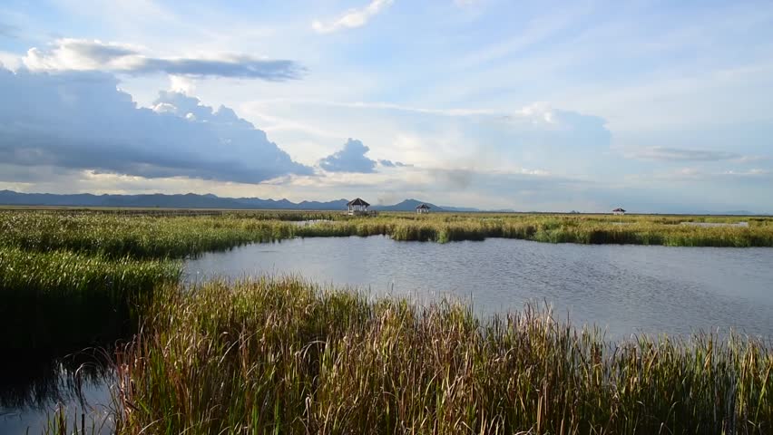 view of tropical lake, wetland in Asia