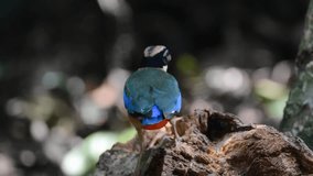 Stock video

Clip of Blue-winged Pitta (Pitta moluccensis) serching for worm at log in nature