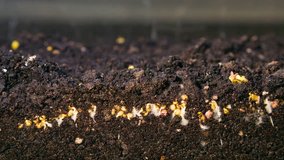 A seedling growing from the dirt time lapse video. Microgreens healthy food with vitamins