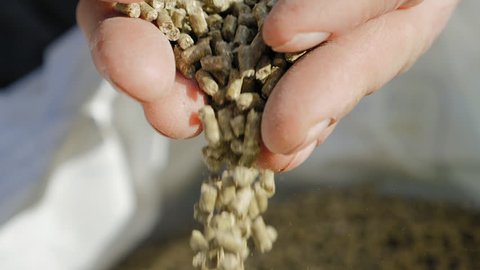Granulated feed in the hands of a farmer close-up. In the male farmer's hands compound feed that pours in slow motion outdoors on a sunny day