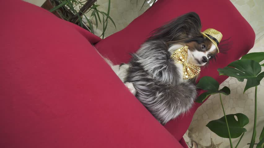 Papillon dog in a beautiful suit in a fur coat and a concert hat with a butterfly is removed in the clip stock footage video
