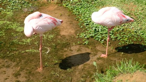 Group Of Chilean Flamingos (Phoenicopterus Chilensis.)