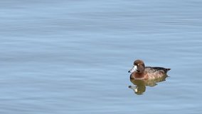 HD video of common goldeneye female duck swimming. An aggressive and territorial duck found in the lakes and rivers of boreal forests across Canada and the northern U.S.