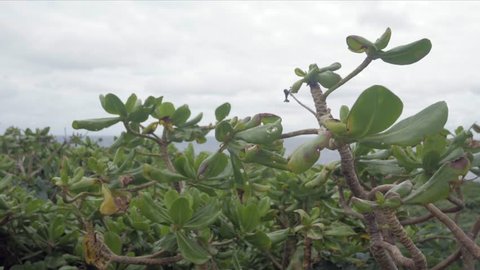 Landscape view of the sea/beach plant with the background of the tropical sea of pacific in Okinawa, Japan - cape hedo