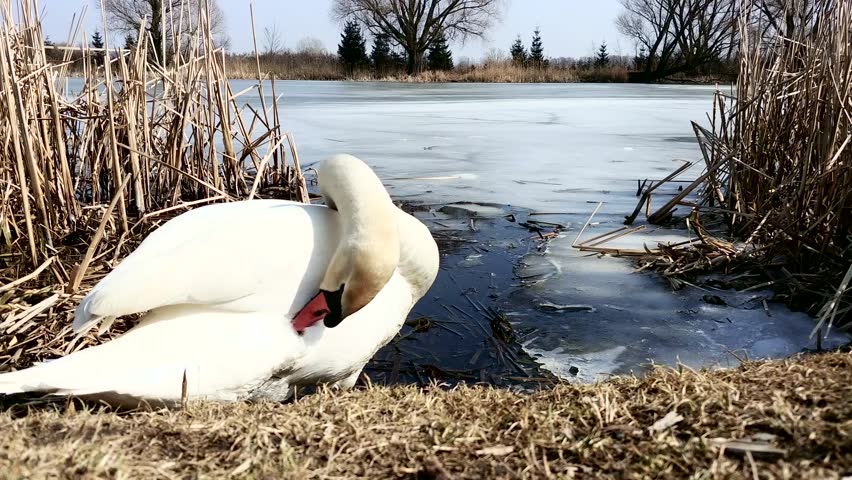 Beautiful white swan with red beak swimming in lake. Wild animal drinks clean water. Concept of clean rivers and save places for animals.