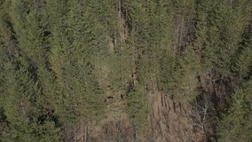 Forest of European silver fir (Abies alba) 4K aerial video