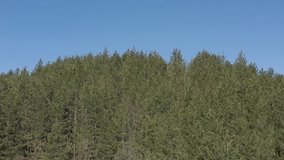 Coniferous forest tree tops under blue sky 4K drone video