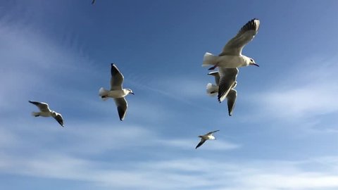Seagulls flying against the blue sky. Flock of birds flies in strong winds. Slow motion. Closeup video.