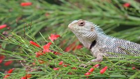 A video of a Garden Lizard sitting on the leaves of a plant in the park in its natural habitat