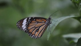 A video of The Monarch Butterfly sitting on the flower plant