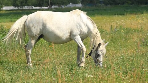 White horse grazes in a meadow