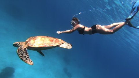 Sea Turtle and Woman Swimming Together Slow Motion.