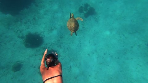 Woman Snorkeling Dives to Touch Majestic Sea Turtle.