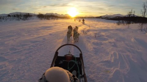 Dog sledging by sunrise in the nature of Norway