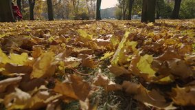 Footage of yellow leaves on the grass.