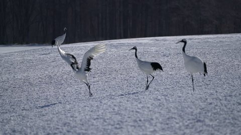 The red-crowned crane (Grus japonensis) or Japanese crane (also called the Manchurian crane ) in nature dancing for courtship at Tsurui Ito Tancho Sanctuary, Kushiro, Hokkaido, Japan.