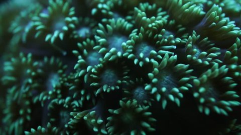 green Zoanthids corals waving or flowing under water at night