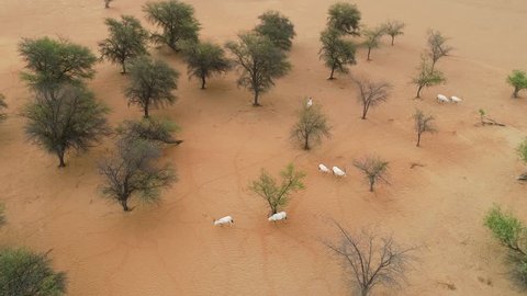Aerial view above of group of goats walking on desert landscape, Abu Dhabi, U.A.E