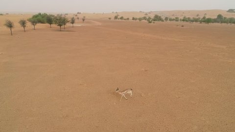 Aerial view of goats running on desert landscape, Abu Dhabi, U.A.E