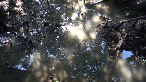 slow motion of swaying tree shadow with sunlight on water surface at forest