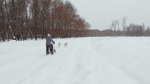 UNIQUE DRONE AERIAL SHOTS, Husky pack running on the snow with the recreation people behind them pulling them onto the snow compilation. Sports dogs running huskys in Sweden