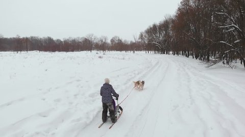 UNIQUE DRONE AERIAL SHOTS, Husky pack running on the snow with the recreation people behind them pulling them onto the snow compilation. Sports dogs running huskys in Sweden