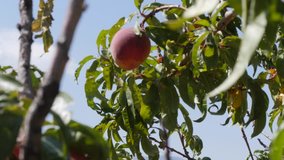 A close up video showing a peach tree branch where a woman's hand reaches out and picks the peach off the peach tree on a blue sky background.