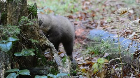 European pine marten (Martes martes) retrieving bird prey hidden in tree trunk in forest