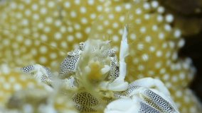 Incredible underwater world - Porcelain crab - Neopetrolisthes maculatus. Underwater macro videography. Tulamben, Bali, Indonesia. 