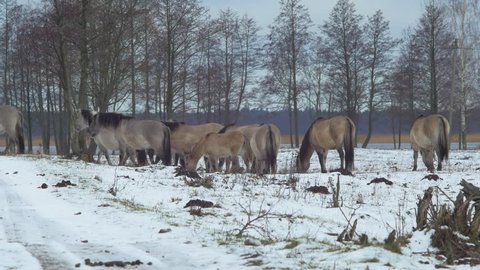 Group of wild horses (Konik Polski) looking for some eatable grass in snow covered field in cloudy winter day, medium shot