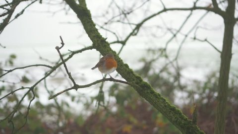 Robin bird tilting head and flying off of a branch