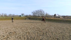 Young woman lunges a horse on a sunny day in slow motion