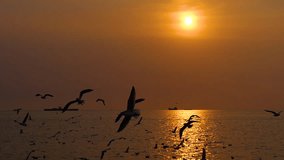 Slow motion of flock of Seagull bird flying over the sea in the coast with sunlight at sunset time