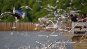 Flock of Seagull bird flying over the sea in the coast with green tree blur background (Slow Motion Video)