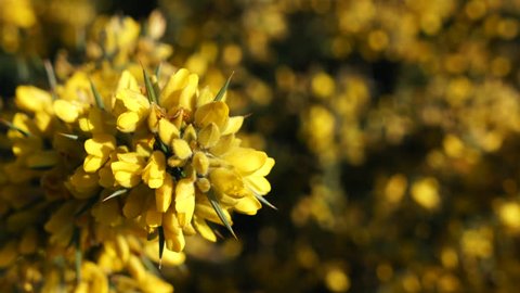 Macro of beautiful Gorse flower blossoms gently swaying in the wind. Plant also called ulex, furze or whin.
