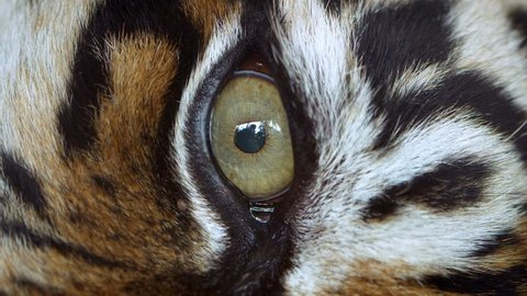 Close up of Sumatran tiger (Panthera tigris sumatrae) eye
