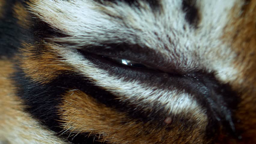 Close up of Sumatran tiger (Panthera tigris sumatrae) eye Royalty-Free Stock Footage #1024721510