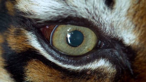Close up of Sumatran tiger (Panthera tigris sumatrae) eye