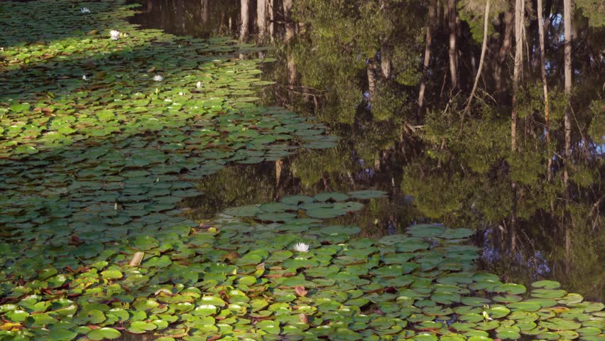 Masses of water lilies with white flowers on a pond in the Australian countryside next to reflections of eucalypt trees.