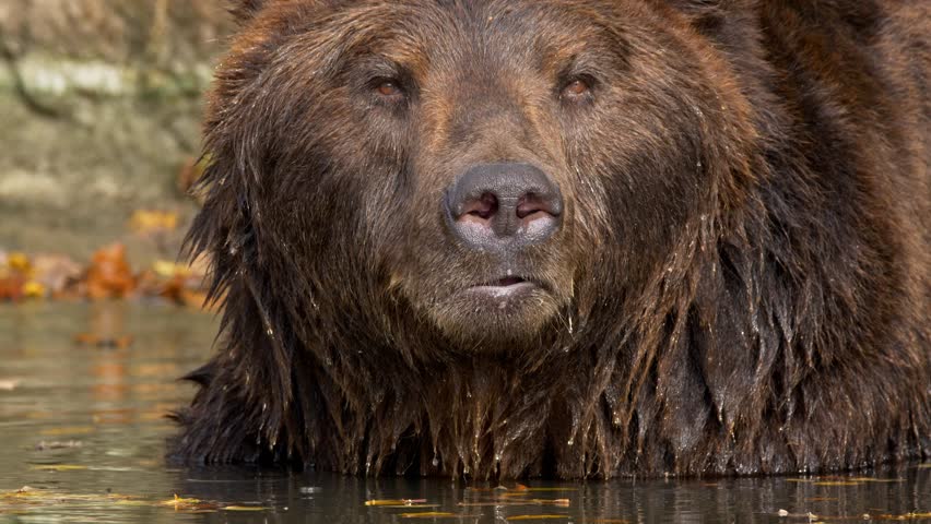 Kamchatka brown bear (Ursus arctos beringianus) cooling down in water