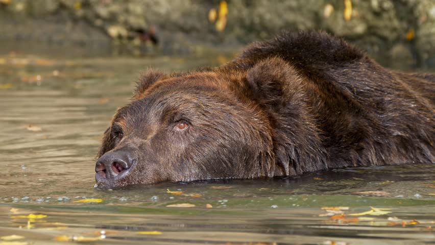 Kamchatka brown bear (Ursus arctos beringianus) cooling down in water