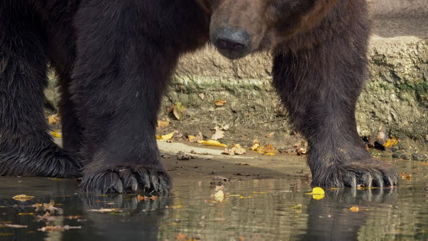 Kamchatka brown bear (Ursus arctos beringianus) drinking water