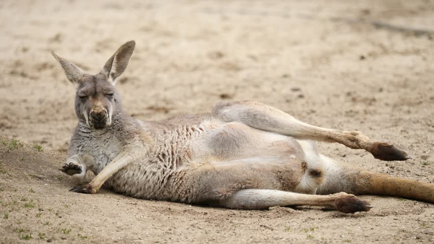 kangaroo joey pouch lying down on Stock Footage Video (100% Royalty-free) 1...