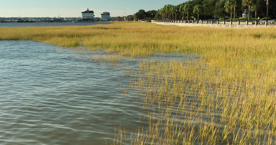Marsh grass and weeds on the Ashley River by the waterfront park in Charleston South Carolina USA