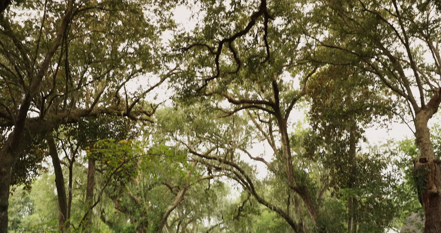 Live oaks and Spanish moss overhang the Ashley River road near Charleston South Carolina USA