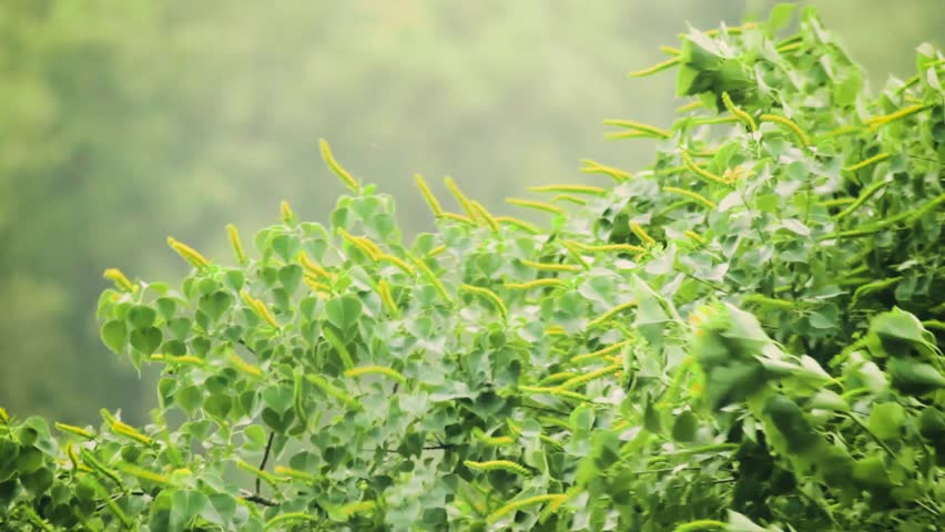 wind blowing tree leaf's. Greenery all over the place. Before the rain weather