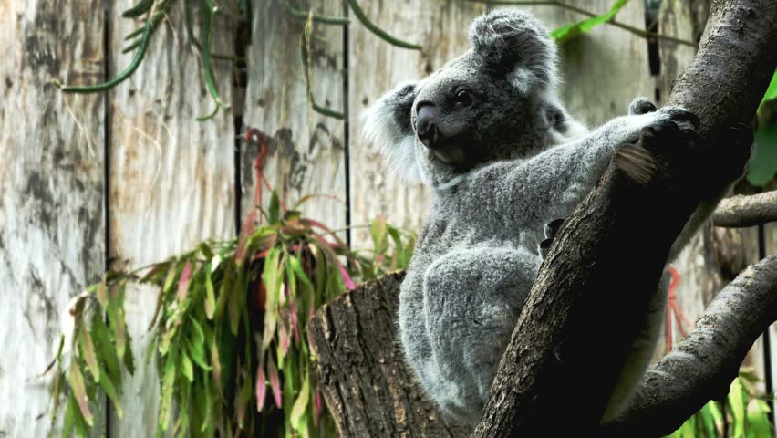 Koala Bear wild Australian animal. 4k video