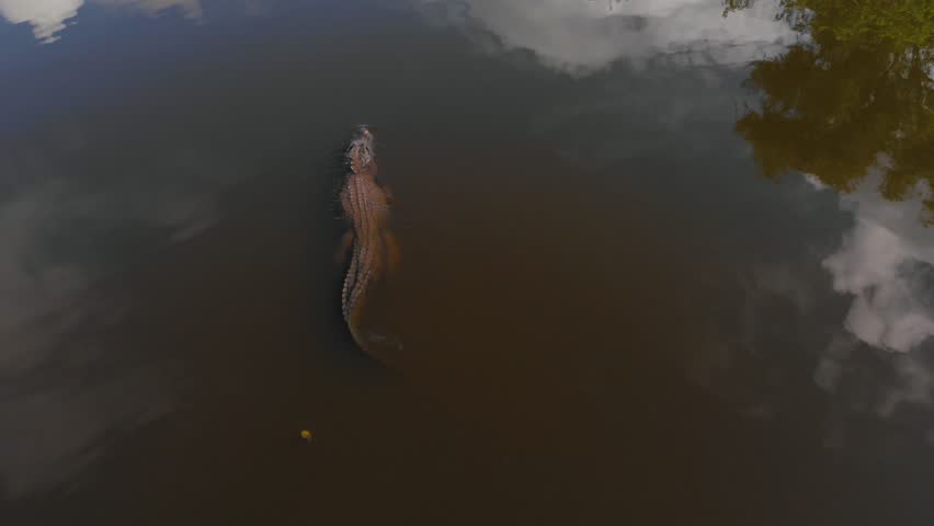 A massive 800lb American Alligator Slowly glides through swamp water as camera flies right over head panning down. Epic Animal Nature Adventures