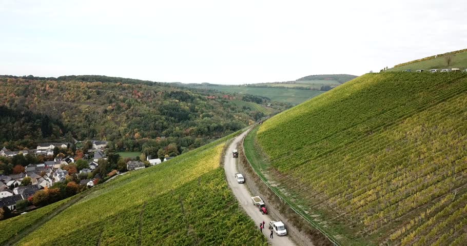 Vineyard in germany Mosel