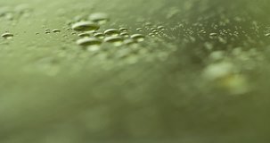 Changing Focus on wet droplet green leaf surface Extremely Closeup Macro shot 4K video
